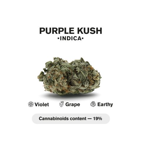 Purple Kush King Size Pre-Roll - Indica - 1.5g - THCA - 1 Joint - Thumbnail 5