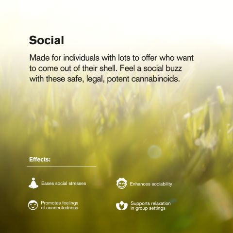 Pink Candy Flower - Sativa - THCA - Thumbnail 6