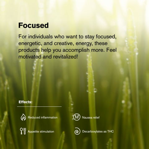 Chocolope King Size Pre-Roll - Sativa - 1.5g - THCA - 5 Joints - Thumbnail 9