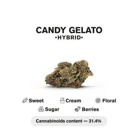 Candy Gelato King Size Pre-Roll - Candy Gelato Strain - 1.5g - THCA - 1 Joint - Thumbnail 5