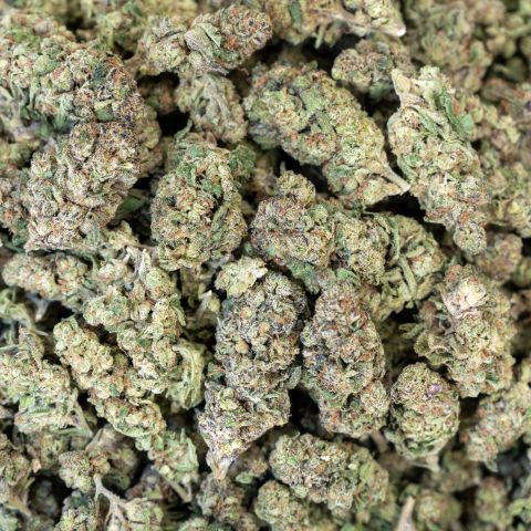 Walrus Kush Flower - Hybrid - THCA - Thumbnail 3