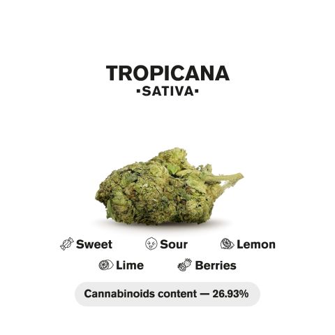 Tropicana Mini Pre-Roll - Sativa - 0.5g - THCA - 5 Joints - Thumbnail 5