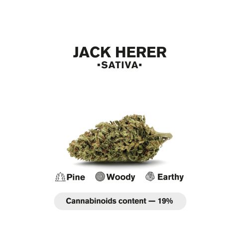 Jack Herer King Size Pre-Roll - Sativa - 1.5g - THCA - 1 Joint - Thumbnail 5
