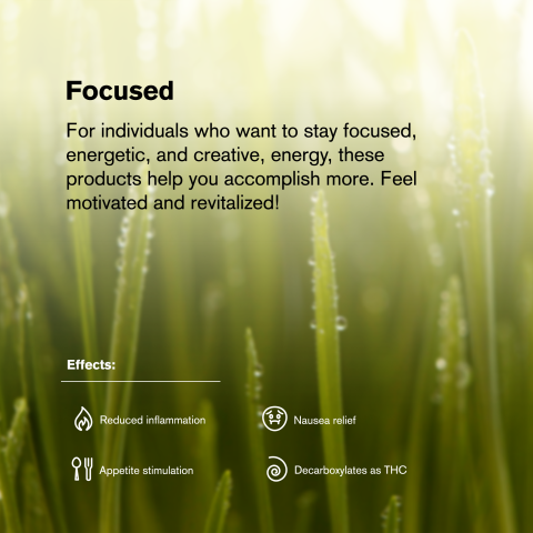 Jack Herer King Size Pre-Roll - Sativa - 1.5g - THCA - 1 Joint - Thumbnail 8