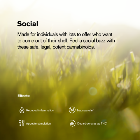 Pineapple Express Mini Pre-Roll - Hybrid - 0.5g - THCA - 5 Joints - Thumbnail 9