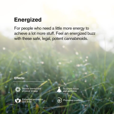 Green Apple Gas King Size Pre-Roll - Sativa - 1.5g - THCA - 5 Joints - Thumbnail 9