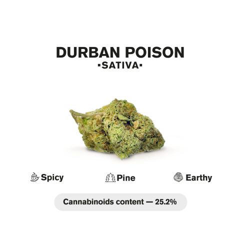 Durban Poison King Size Pre-Roll - Sativa - 1.5g - 1 Joint - THCA - Thumbnail 5