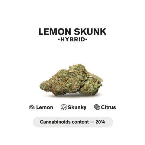 Lemon Skunk King Size Pre-Roll - Hybrid - 1.5g - 1 Joint - THCA - Thumbnail 5