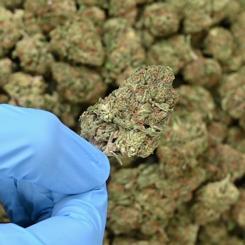 Apple Fritter Flower - Hybrid - THCA - Video Thumbnail 1