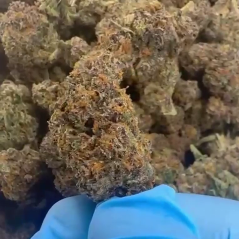 Candy Gelato Flower - Hybrid - THCA - Video Thumbnail 1