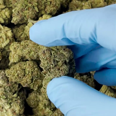 Chemdawg Flower - Hybrid - THCA - Video Thumbnail 1