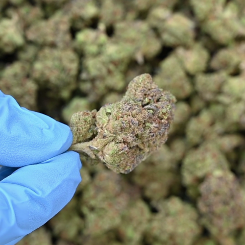 Death Star Flower - Indica - THCA - Video Thumbnail 1