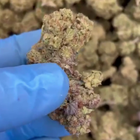Durban Poison Flower - Sativa - THCA - Video Thumbnail 1