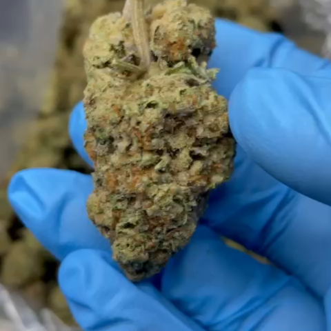 Geladosi Flower - Indica - THCA - Video Thumbnail 1