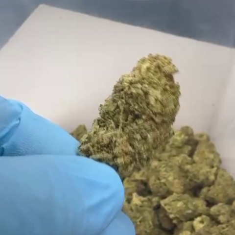 Gushers Flower - Hybrid - THCA - Video Thumbnail 1