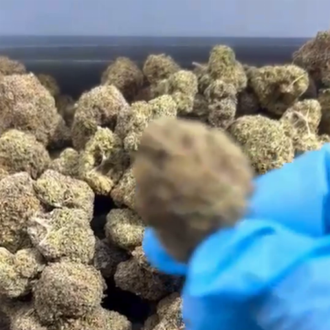 Ice Cream Cake Flower - Indica - THCA - Video Thumbnail 1