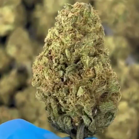 Legend OG Flower - Indica - THCA - Video Thumbnail 1