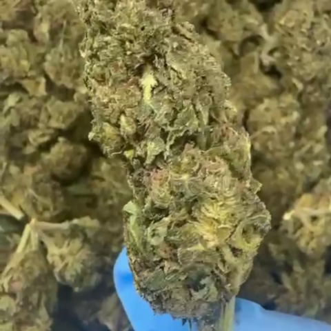 Purple Star Diesel Flower - Hybrid - THCA - Video Thumbnail 1