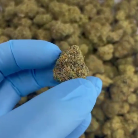 RS11 x Runtz Flower - Hybrid - THCA - Video Thumbnail 1