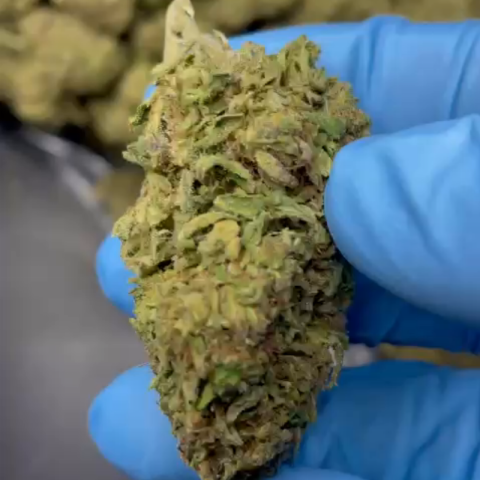 Tropicana Flower - Sativa - THCA - Video Thumbnail 1